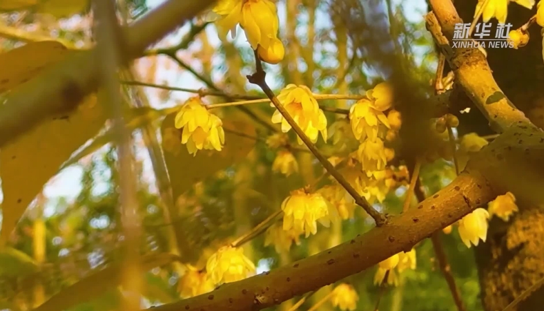 新华社看重庆｜三峡库区梅花飘香