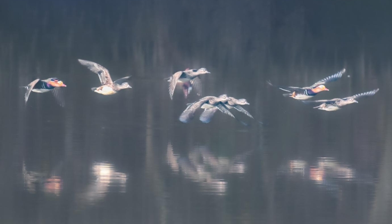 余先怀专栏｜上万只候鸟“打卡”梁平双桂湖