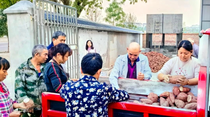 重庆江津：红薯加工厂点亮致富路，“小薯光”照出集体经济好前景