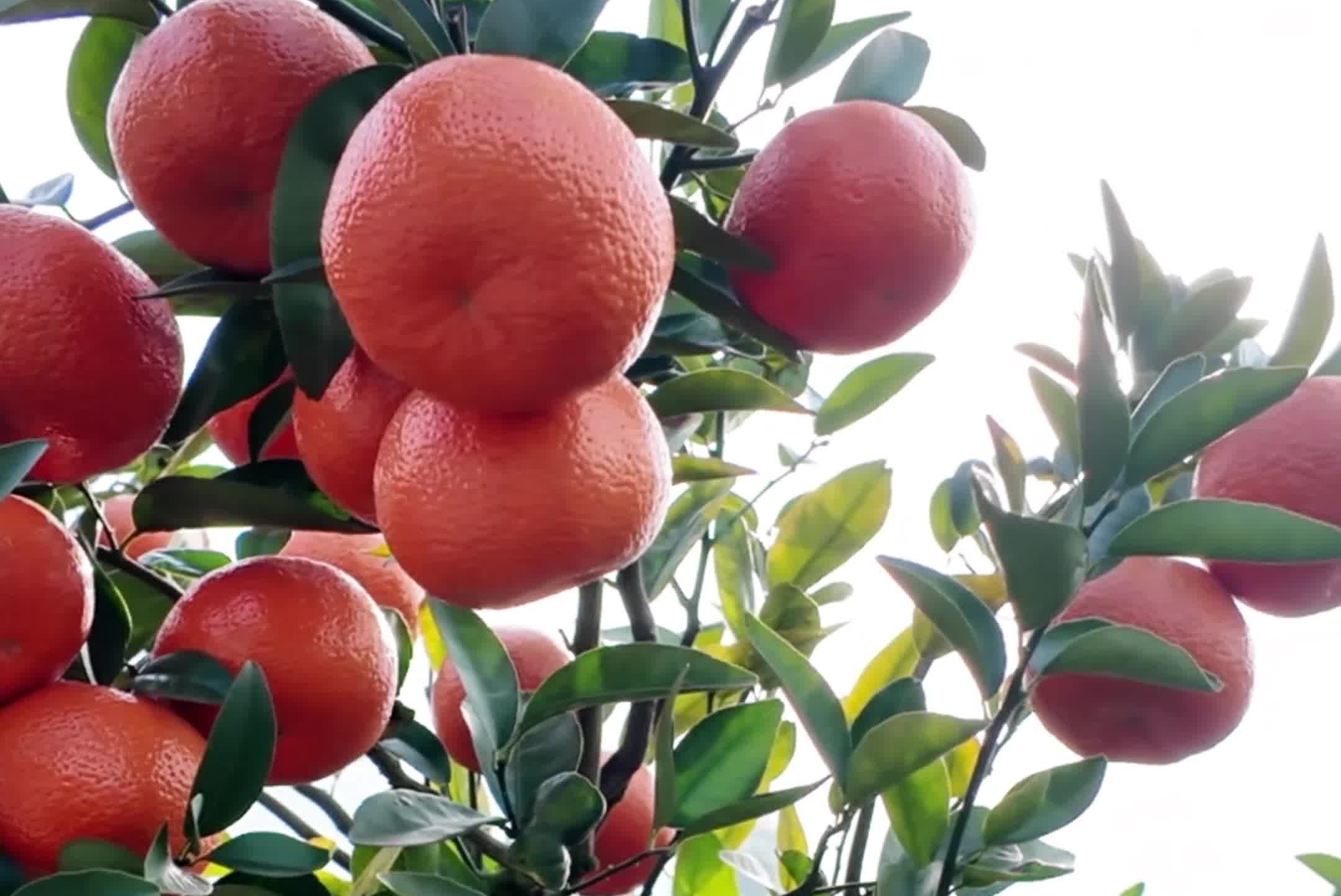 石漠化坡地如何产出优质柑橘？重庆巫山这个村的“蜕变”给出了答案。#筑牢长江上游重要生态屏障#巫山