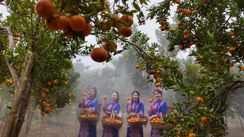 庭院讲堂聚民智 桔香旅韵促振兴