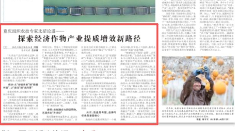农民日报看重庆｜探索经济作物产业提质增效新路径