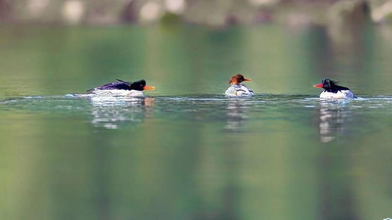 向铁生专栏｜活出童真感