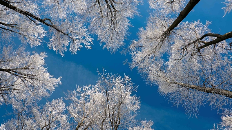 郝安专栏｜独领风骚之大寒赏析：风展红旗如画