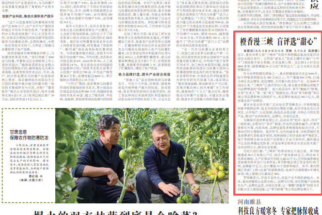 农民日报看重庆｜橙香漫三峡 盲评选“甜心”