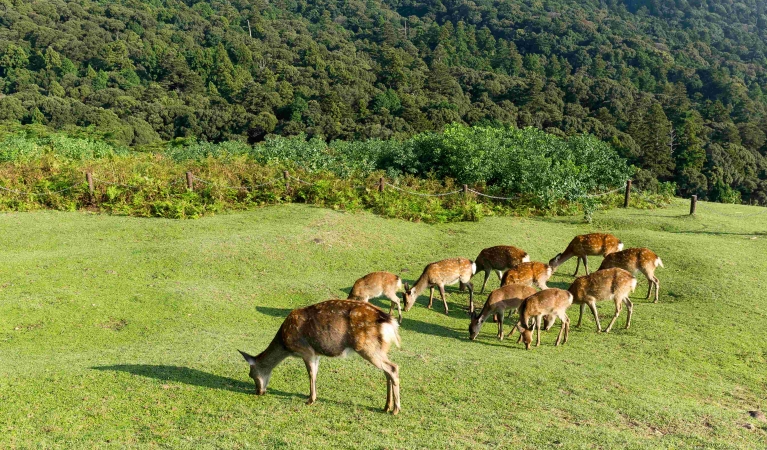 李立峰专栏｜鹿山公园行走