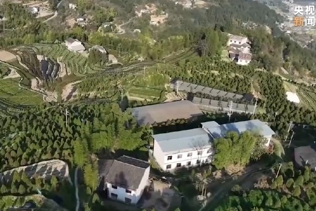 央视新闻看重庆｜濒危→全国扎根 看崖柏如何成长为护生态、惠民生的新产业