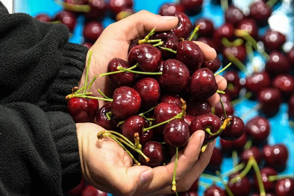 重庆瞭望｜从“水果自由”，品读中国的“甜蜜”动能