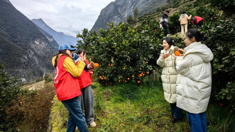 重庆巫山竹贤乡：把冬训课堂搬到“天路”与云端——看青年党员如何“充电”促振兴