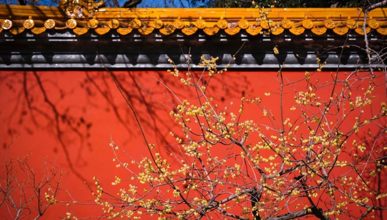 文学丨有梅来寻