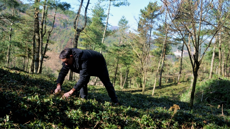 新春走基层丨黄连地里挖“甜头”