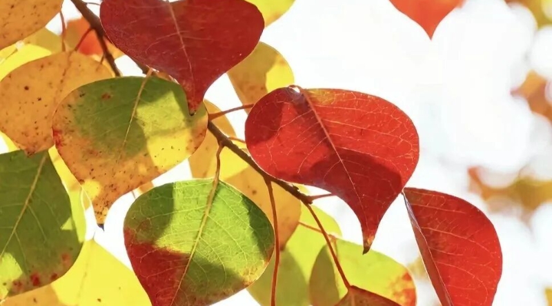 周鹊虹专栏｜我们终将老去，像父辈一样