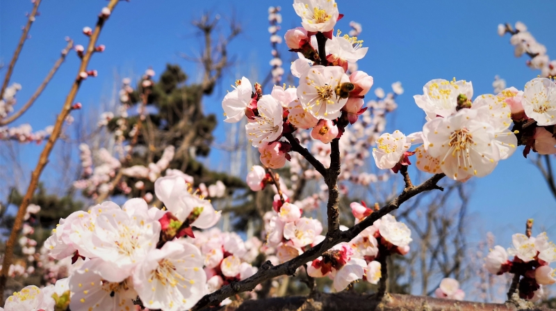 秦勇专栏｜梅破知春近