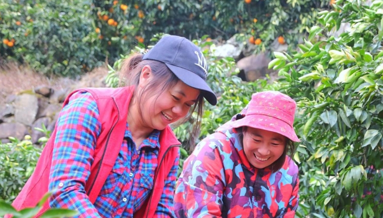 重庆相册｜脐橙树下说丰年