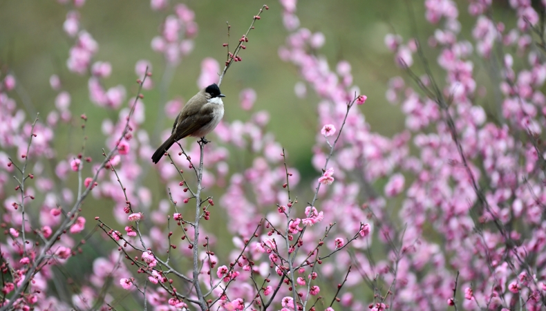 文学｜春思（组诗）