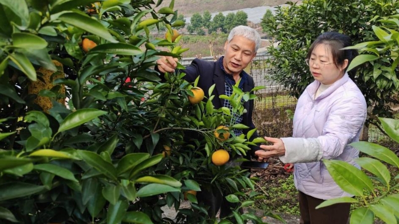 新华社看重庆｜新农人 新产业 新乡村——重庆璧山打造农业“孵化器”推动乡村振兴