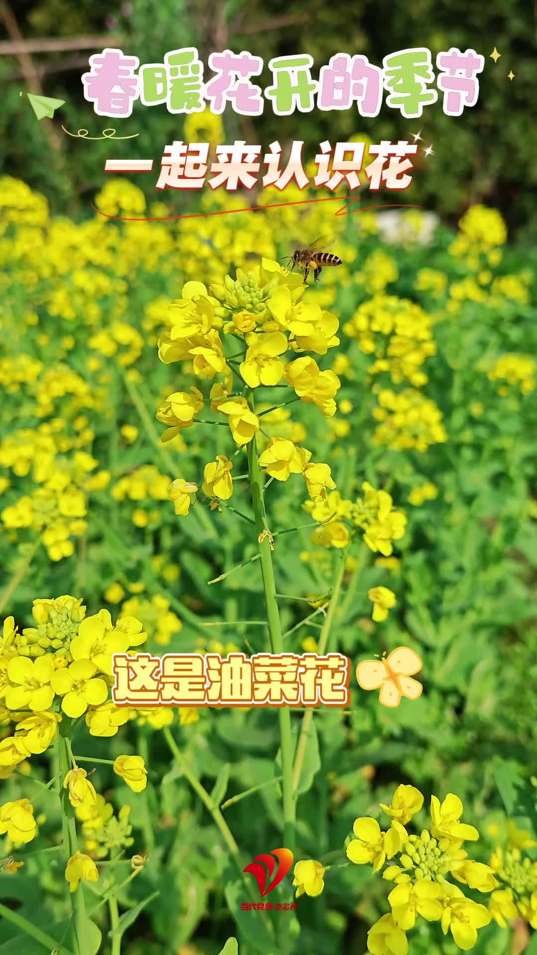 春暖花开的季节，一起来认识花