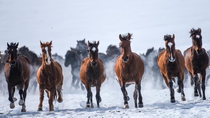 向铁生专栏｜马年新春赋