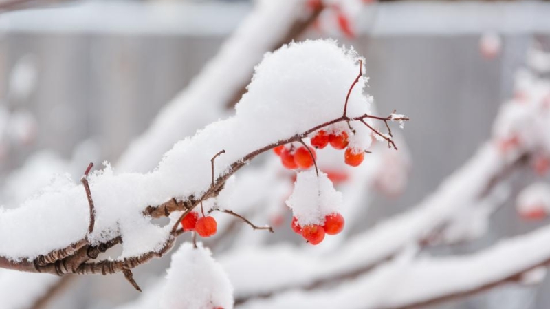 李立峰专栏｜雪落老家