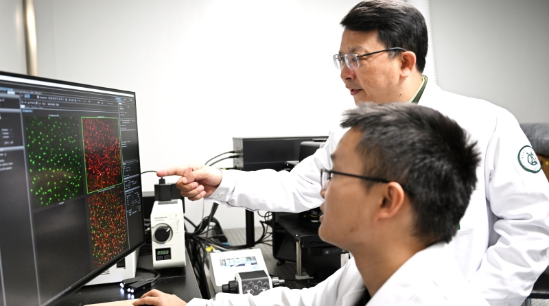 人体自带“刹车系统”！新桥医院杨清武教授团队揭秘心脑血管疾病防治新机制