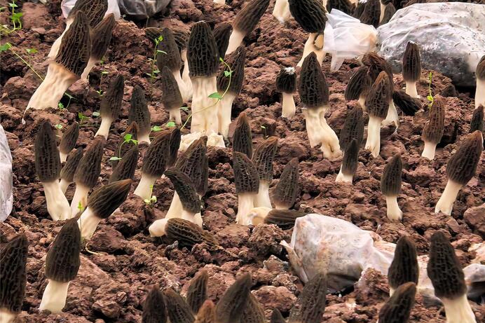 重庆潼南太安镇河边村：新春采撷忙 “菇”舞人心