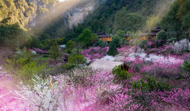 文学｜圆子