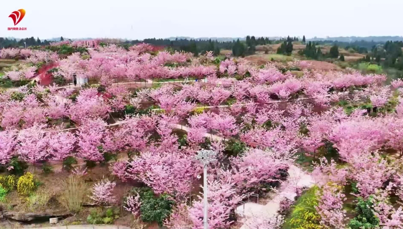 杨毅专栏｜百花争艳迎宾客