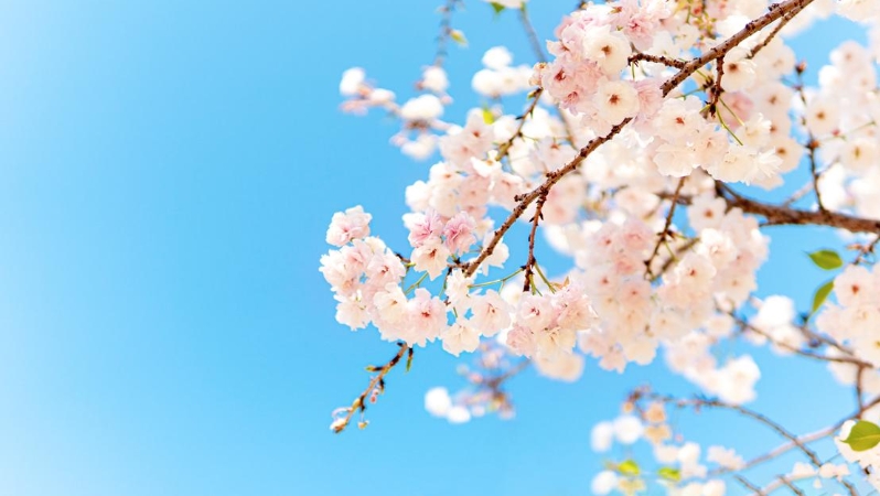 黄裕涛专栏｜春天含笑（组诗）