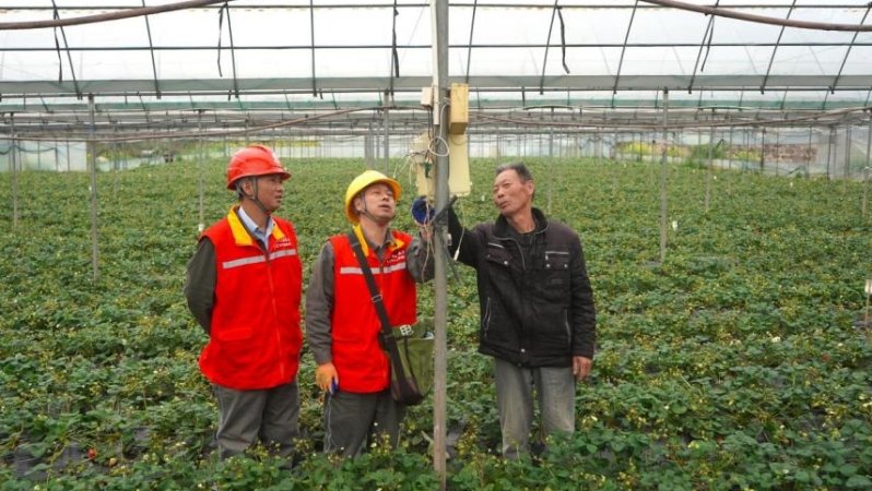 重庆丰都：满格电力护航草莓稳产