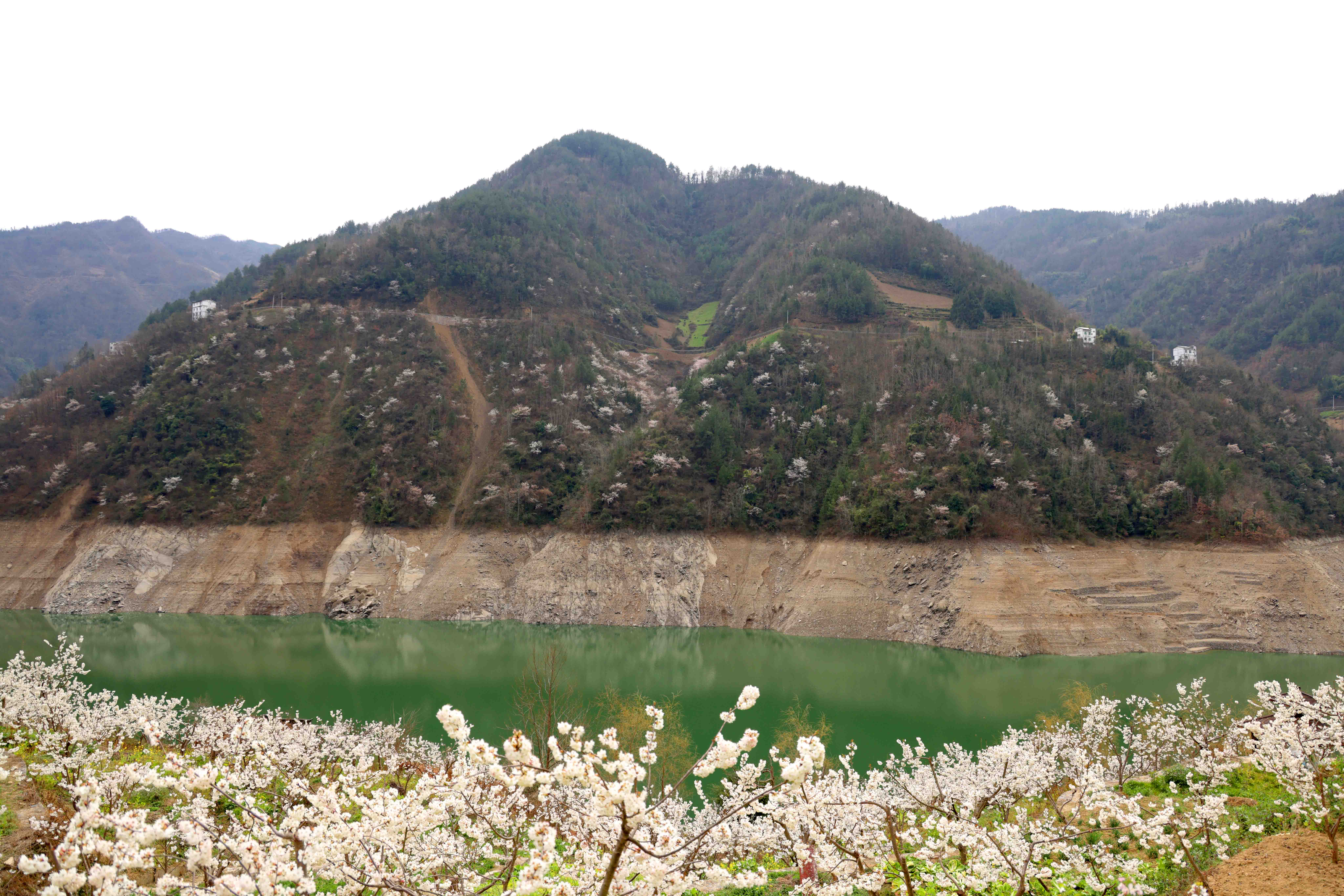 重庆城口巴山镇：花开春意浓 产业别样红