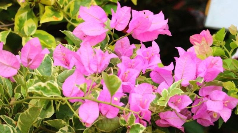 李立峰专栏｜春天的阳台