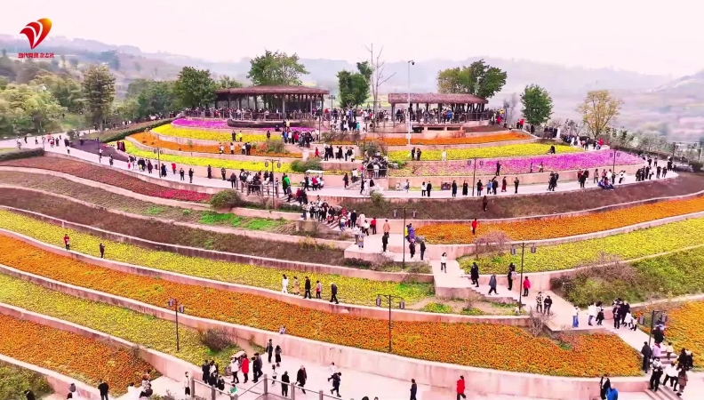 杨毅专栏｜梯田花海美如画