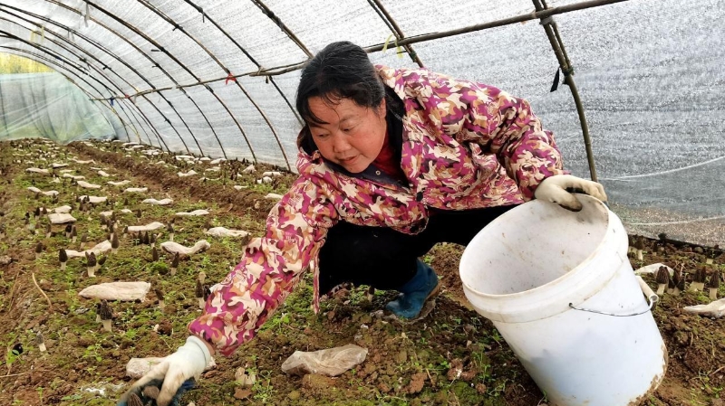 重庆秀山龙池镇：小小羊肚菌，撑起群众致富伞