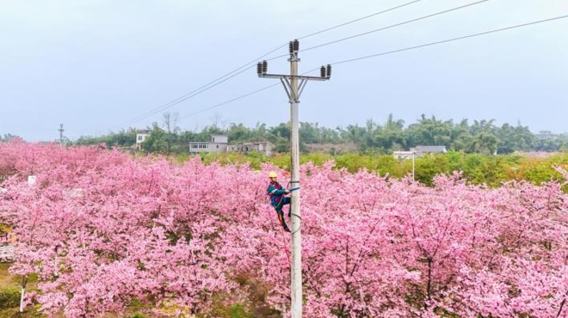 守护“花海经济”电力人在行动
