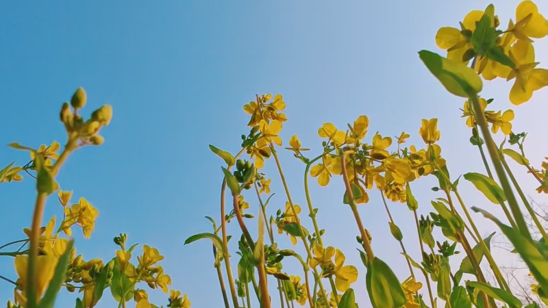 杨莙专栏｜春三贴