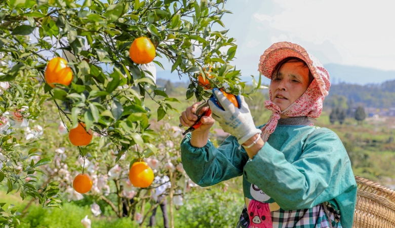 重庆合川双槐镇：花果同辉引客来 农旅融合绘新景