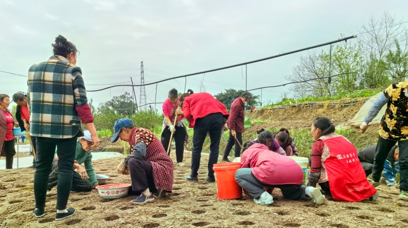 重庆江津吴滩镇：党建引领“金条姜” “换活路”里话振兴
