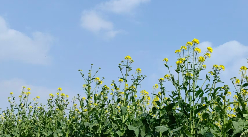 谭德成专栏｜开春