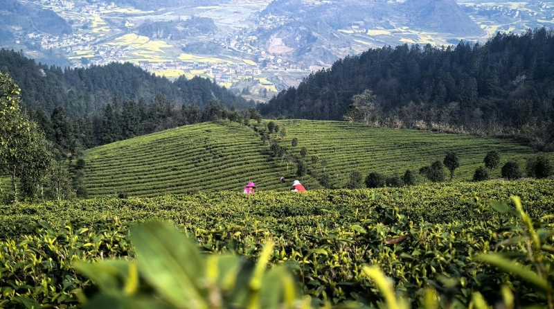 重庆秀山隘口镇：高山春茶抢“鲜”登场 &nbsp;一片叶子富一方百姓