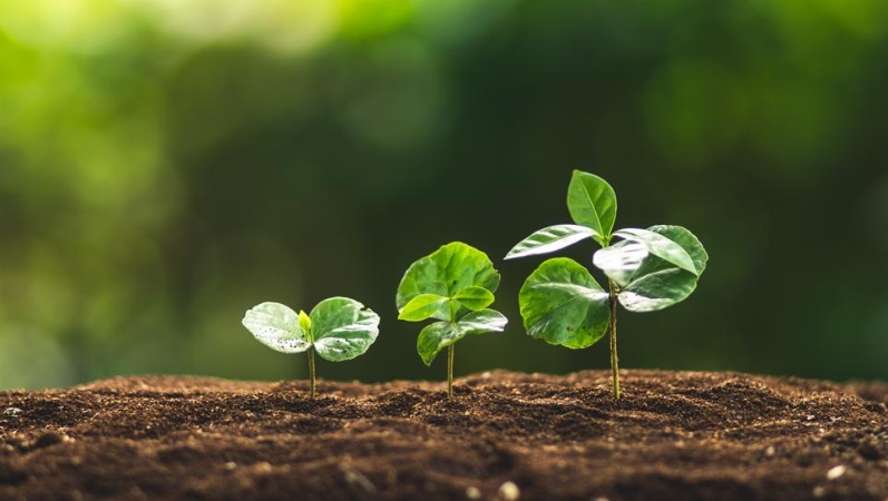 李立峰专栏｜读书像春树长出新芽