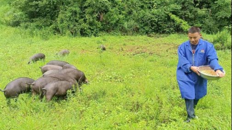 重庆酉阳苍岭镇：“党建红”赋能“产业绿” 奏响乡村振兴“春之歌”