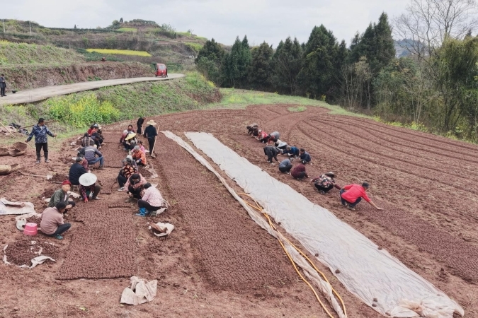 重庆潼南米心镇：西瓜育苗忙 春耕奏响增收曲