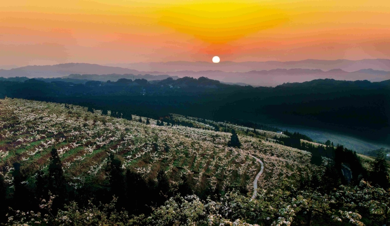 重庆北碚茨竹镇：从一朵梨花的绽放到一个产业的崛起