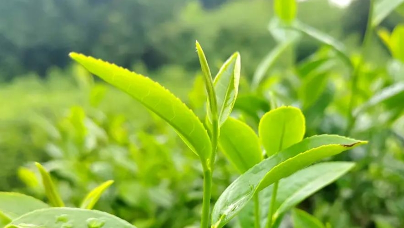 川渝携手共建——共富茶园助增收