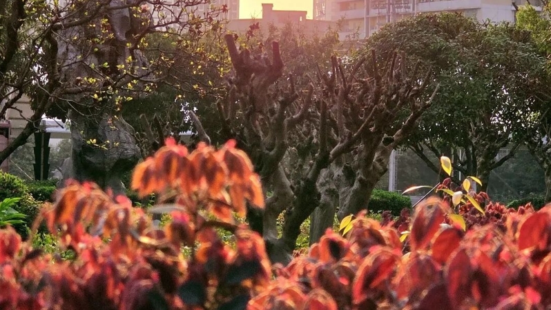 周鹊虹专栏｜晨光，翻阅春天的校园