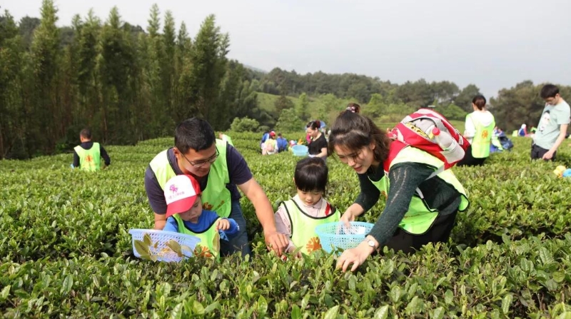 重庆永川茶山竹海街道：聚才引智添活力&nbsp; 赋能乡村促振兴