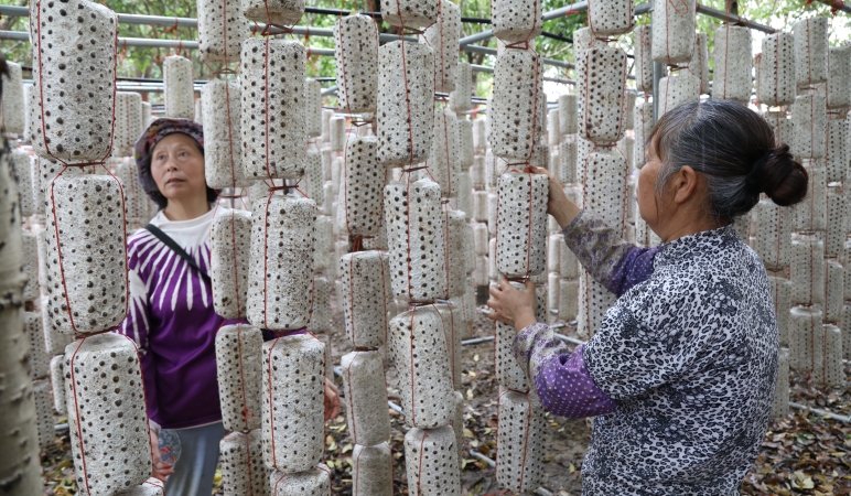 重庆长寿：党建引领盘活“沉睡”资源 林下“黑金”铺就富民新路