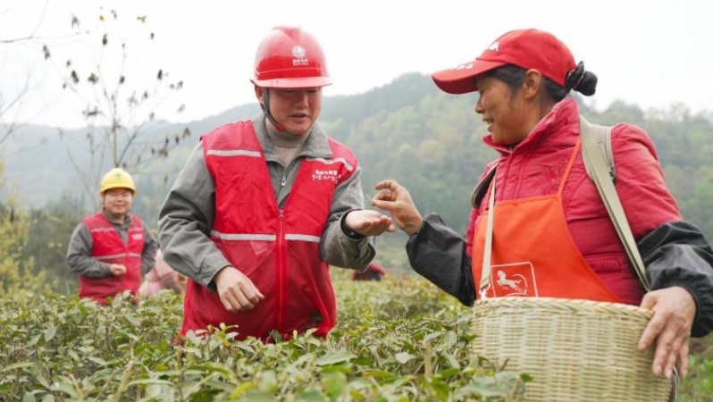 重庆丰都：春茶飘香保电忙