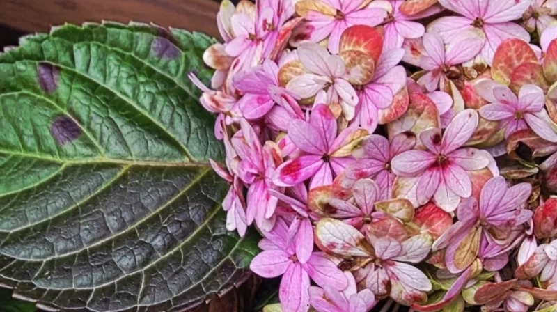 周鹊虹专栏｜三月末，人间满是期待