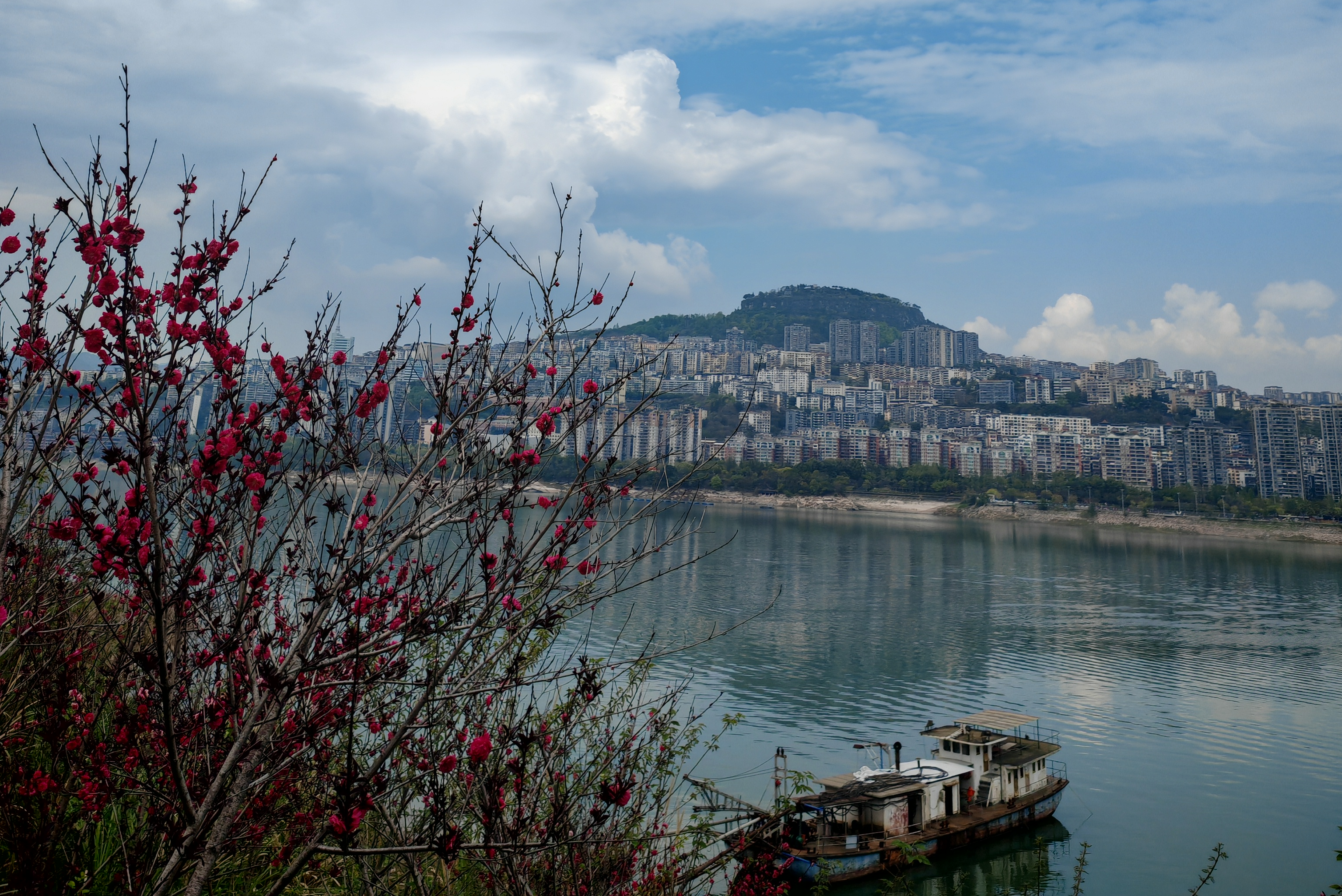 李良清专栏｜千里归舟，只为团圆